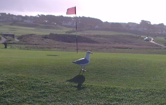 The Seagull has landed !